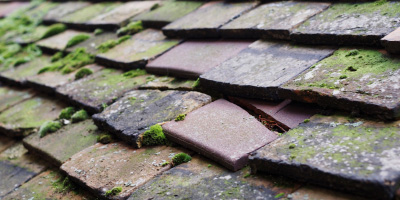 Coed Morgan roof repair costs